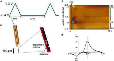 Defining a Path Toward the Use of Fast-Scan Cyclic Voltammetry in Human Studies